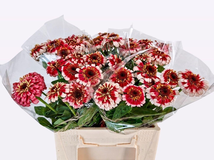 <h4>ZINNIA ELEGANS</h4>