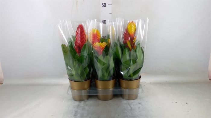 <h4>Vriesea ...mix 6</h4>