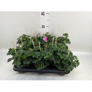 Pelargonium pelt.   ...