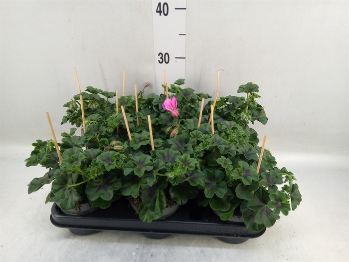 <h4>Pelargonium pelt.   ...</h4>