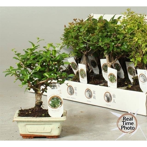 BONSAI GEM