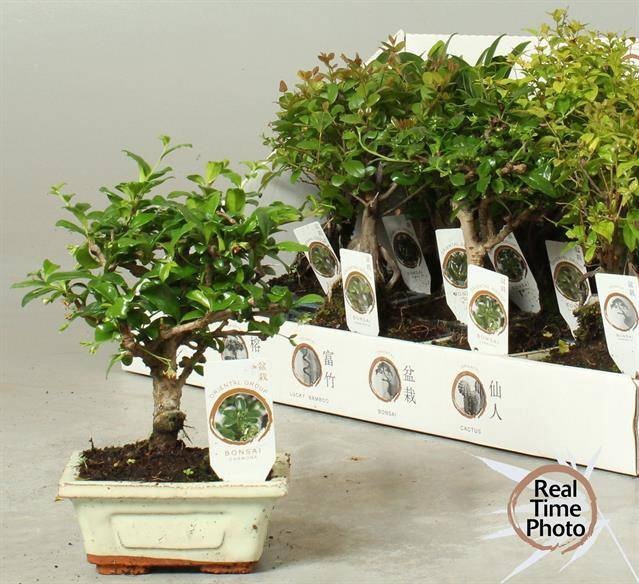 <h4>BONSAI GEM</h4>