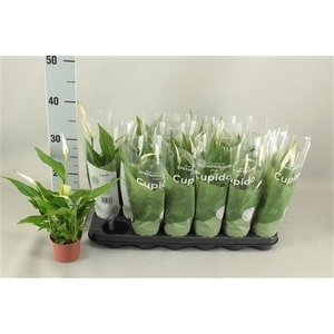 Spath Pearl Cupido 4 +