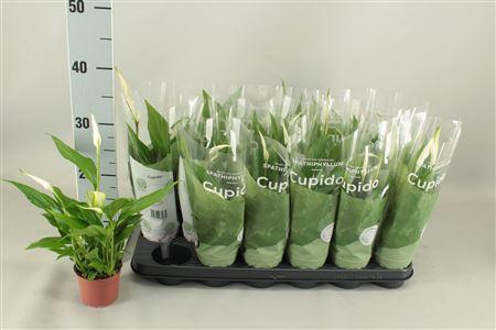 <h4>Spath Pearl Cupido 4 +</h4>