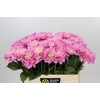 Dahlia Pink Pop