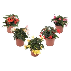 Begonia Waterfall Mix Layer