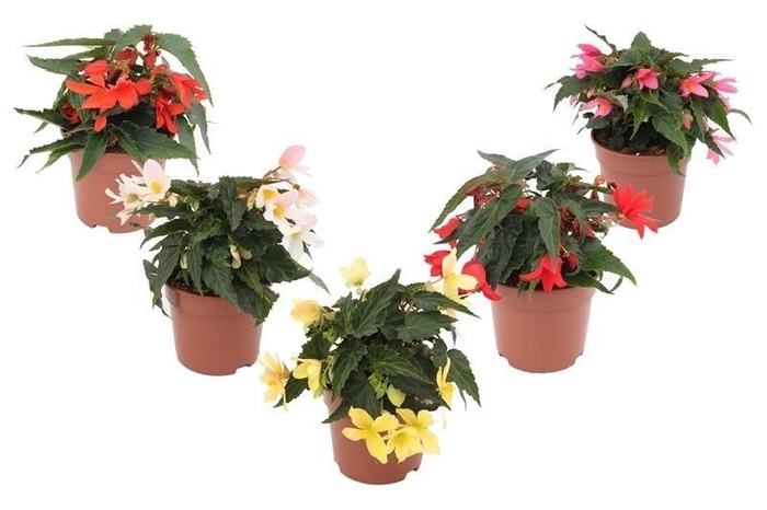 <h4>Begonia Waterfall Mix Layer</h4>