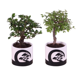 Bonsai Indoor Mix 9cm Ball Shape in 10cm Ceramic + Zen Circle