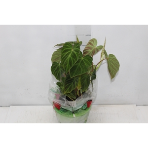 PHILODENDRON VERRUCOSUM P17