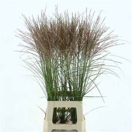<h4>Miscanthus Silberspinne</h4>