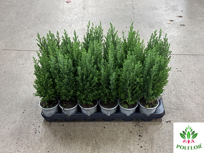 Chamaecyparis law. Ellwoodii 10Ø 40cm