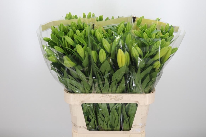 <h4>Li La Nashville</h4>