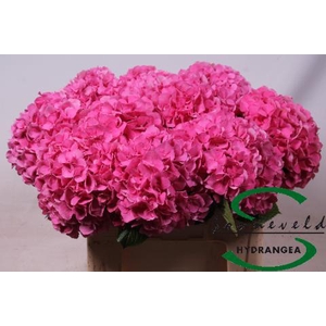 Hydrangea glowing alps