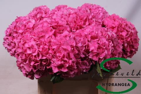 <h4>Hydrangea glowing alps</h4>