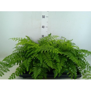 Asplenium  'Parvati'