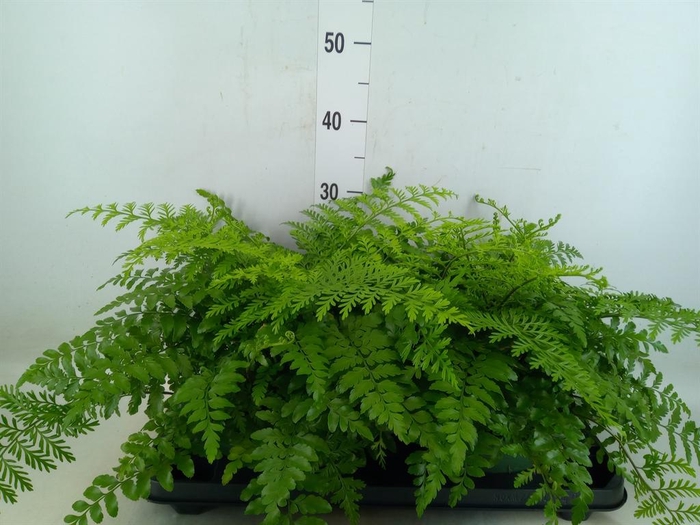 <h4>Asplenium  'Parvati'</h4>