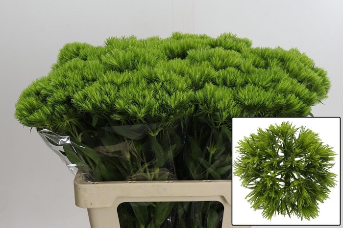 <h4>DI BARB KIWI MELLOW</h4>