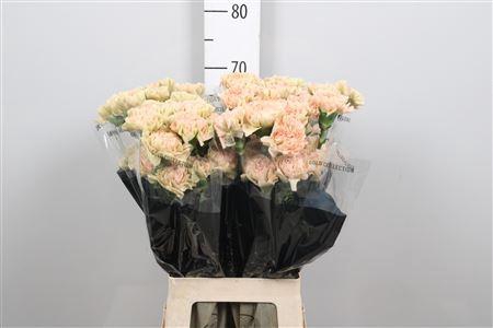 <h4>Di St Lege Marrone</h4>