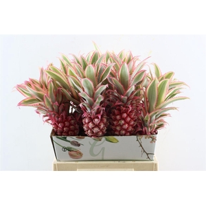 Ananas Striatos Small