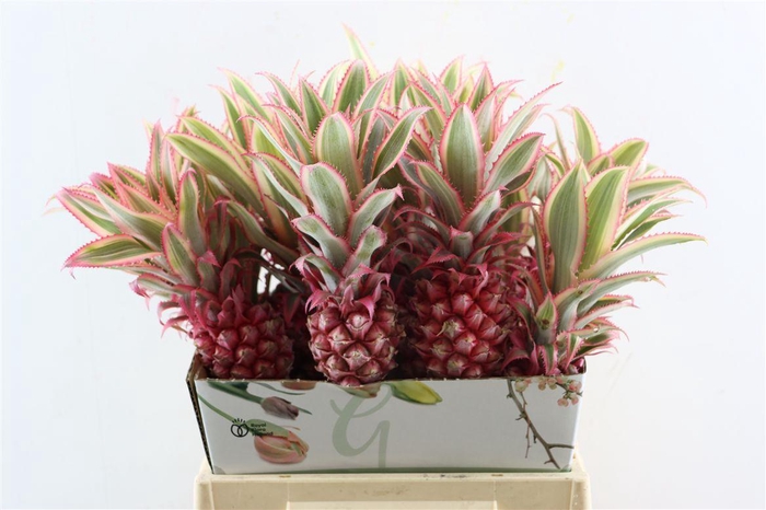 <h4>Ananas Striatos Small</h4>