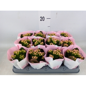 Kalanchoe  'MoreFlow Lillian'