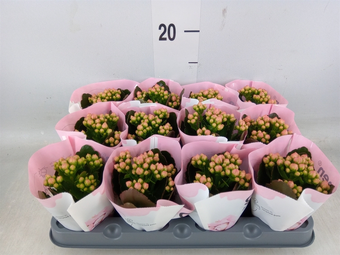 <h4>Kalanchoe  'MoreFlow Lillian'</h4>