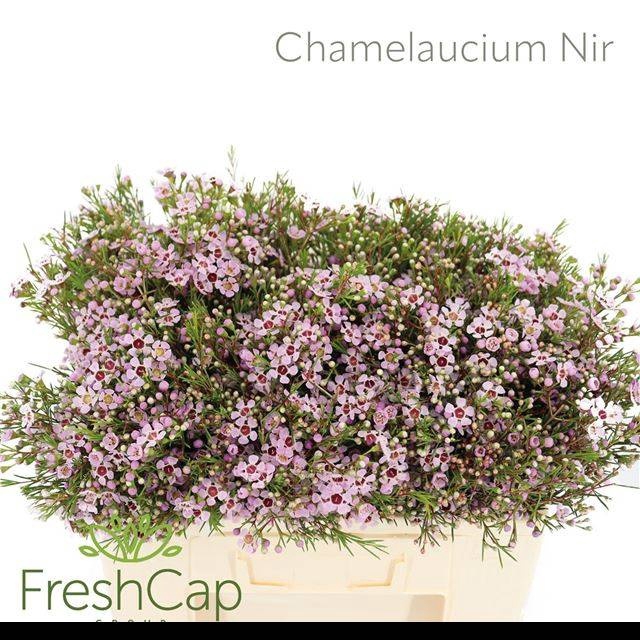 <h4>CHAME UN EARLY NIR</h4>
