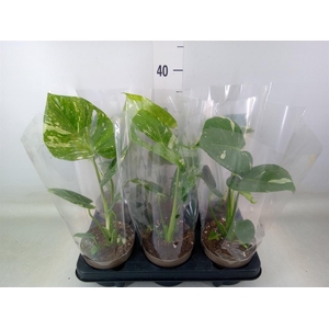 Monstera delic. 'Thai Constellatio'