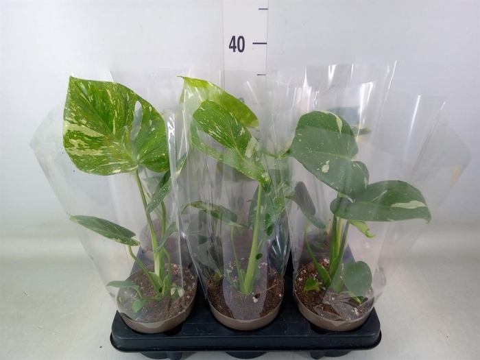 <h4>Monstera delic. 'Thai Constellatio'</h4>