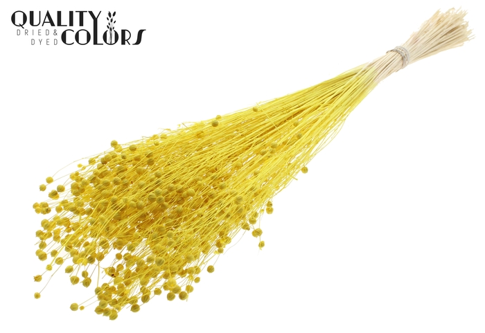 <h4>Lino Vlas per bunch in poly Intense Yellow</h4>