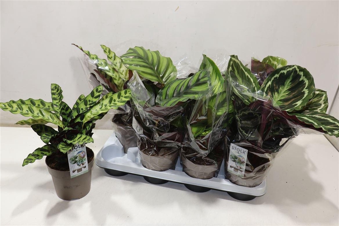 <h4>Calat Gem 4 Srt</h4>