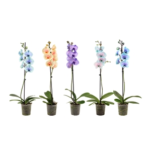 Phal I Am Special Mix 1T9+ (24 uur levertijd)