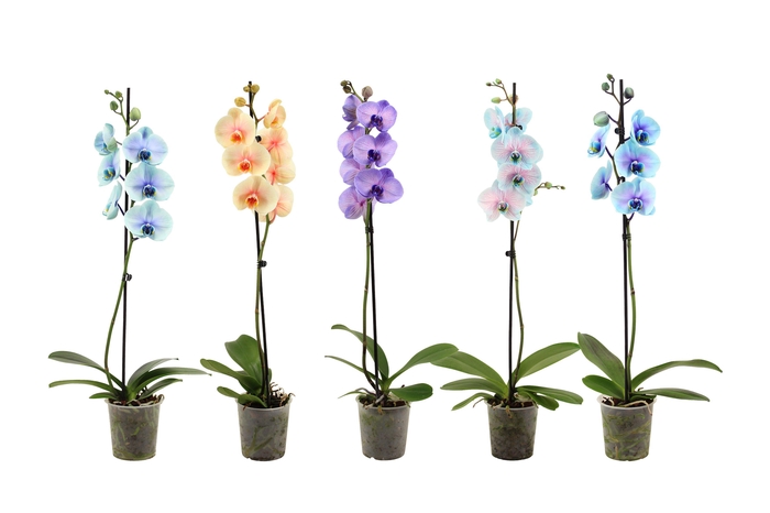 <h4>Phal I Am Special Mix 1T9+ (24 uur levertijd)</h4>