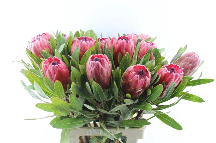 <h4>Protea Red Ice</h4>