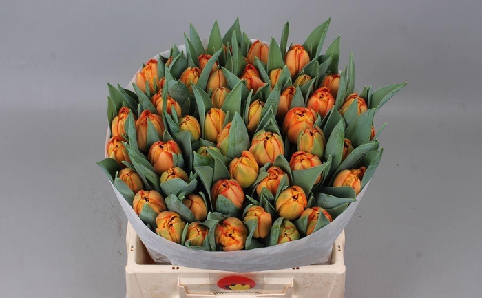 <h4>Tulipa do lorenzo</h4>