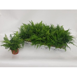 Athyrium 8,5Ø 20cm