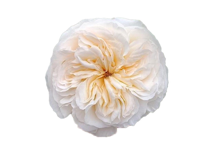 <h4>R GR VICKY GARDEN</h4>