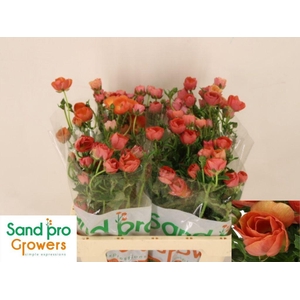 Ranunculus Magical Salmousse