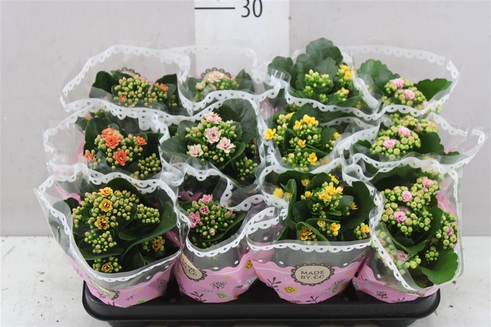 <h4>Kalanchoe Calandiva Mix Special</h4>