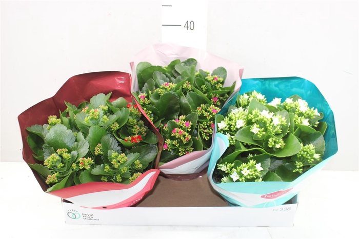 <h4>Kalanchoe Bl Gemengd</h4>