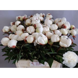 PAEONIA LACT. 'MME CLAUDE TAIN'