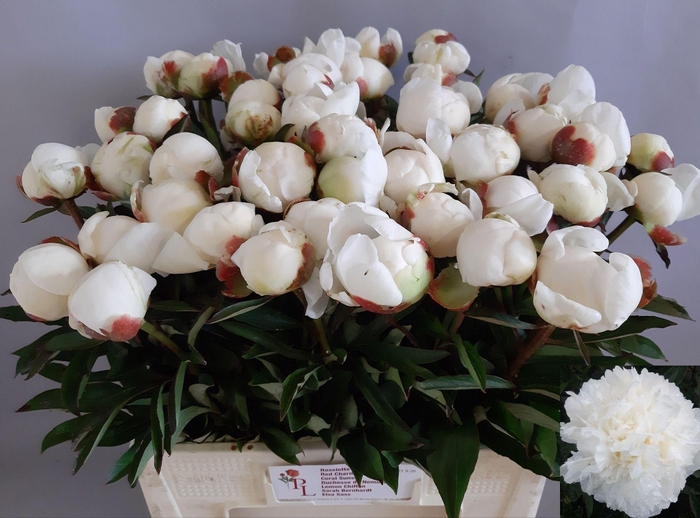 <h4>PAEONIA LACT. 'MME CLAUDE TAIN'</h4>