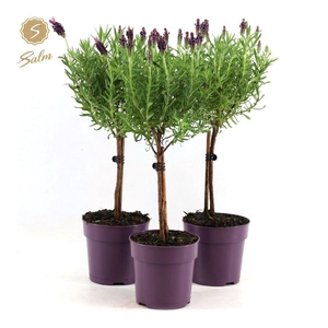 Lavandula st. 'Anouk'® Collection Stem P12