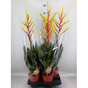 Tillandsia  'Luminosa'