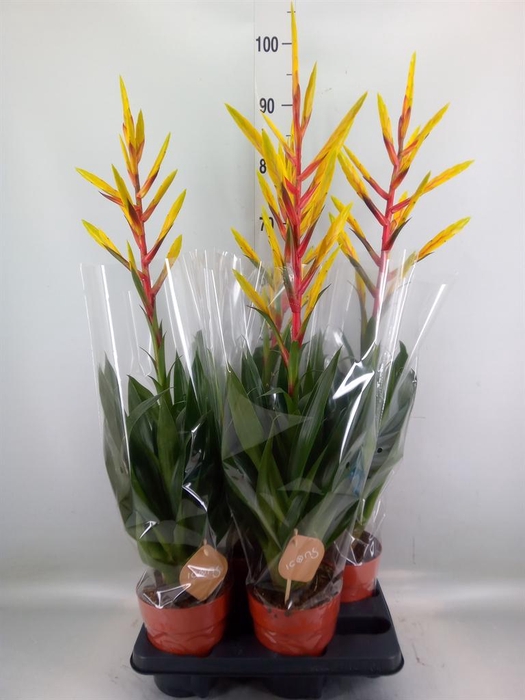 <h4>Tillandsia  'Luminosa'</h4>