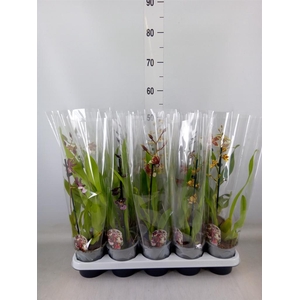 Oncidium  'Twinkle Red Fantasy'