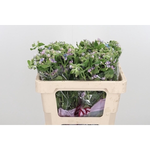 Oxypetalum Coeruleum