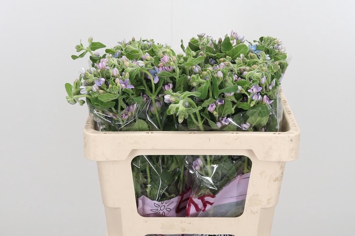 <h4>Oxypetalum Coeruleum</h4>