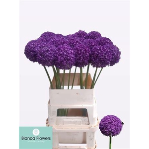 Allium Ambassador 90cm