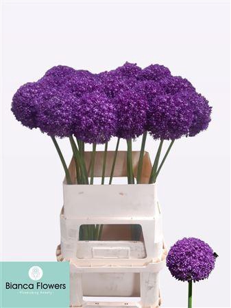 <h4>Allium Ambassador 90cm</h4>